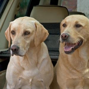 Gun Dogs  Yellow Labradors 1 DM0337