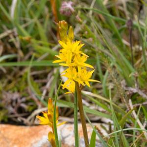 Bog Asphodel 1DM0064