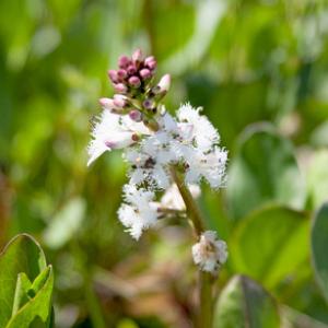 Bogbean 1 DM0065