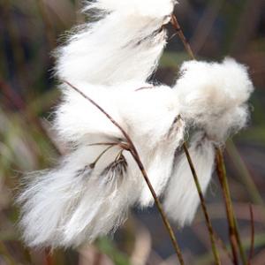 Cottongrass 1 DMOO66