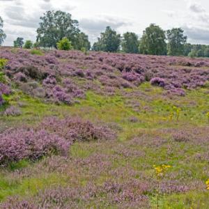  Cavenham Heath Suffolk DM2161