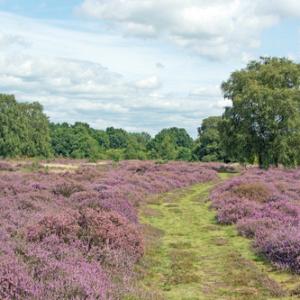 Cavenham  Heath Suffolk DM2162