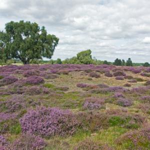  Cavenham  Heath Suffolk DM2163