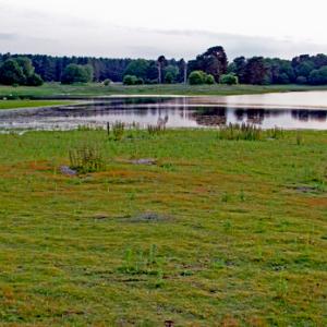 Langmere Breckland Norfolk DM2171