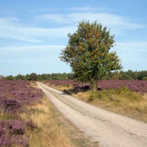 Heath And Moor