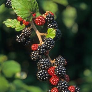 Hedgerow