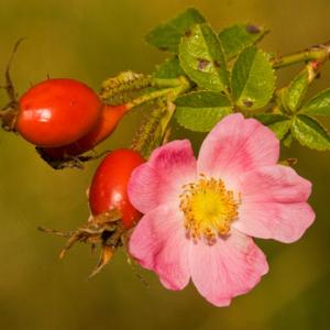 Dog Rose DMO206