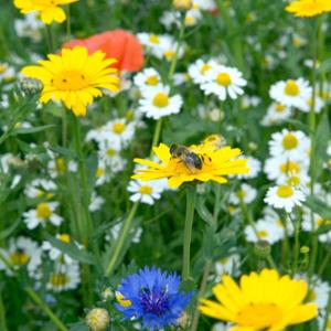 Wild Flowers  Norfolk 3 DMO291