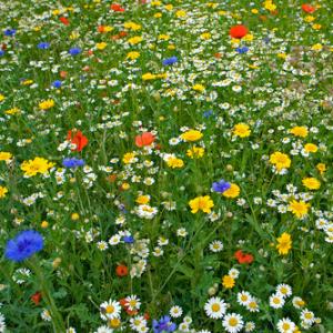 Meadow