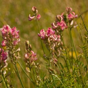 Sainfoin  DM0315