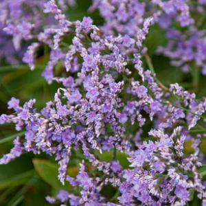 British Flora