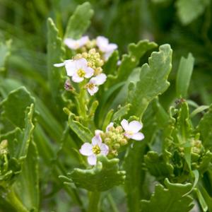 Sea Rocket DM0335