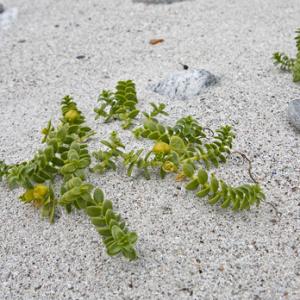 Seashore