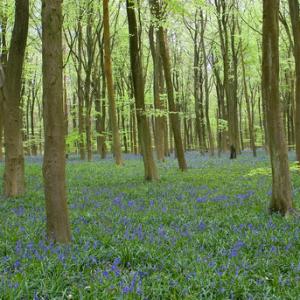 Bluebell Woods DM0376