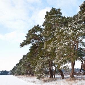 Breckland Trees in Winter DM1465