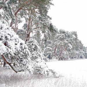 Breckland Trees in Winter DM1466