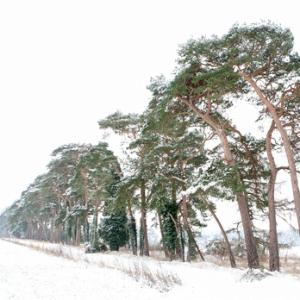 Breckland Trees in Winter DM1467