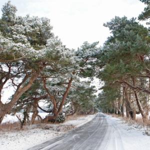 Breckland Trees in Winter DM1470
