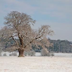 Oak Tree in Winter DM1472