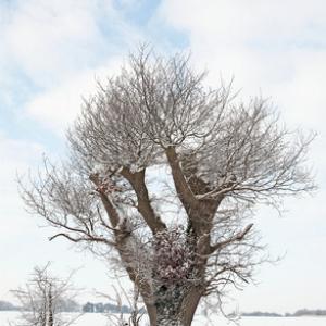 Trees And Shrubs