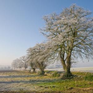 Trees in Winter 2 DM0374