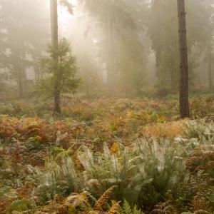Trees in the Mist 2 DM0373