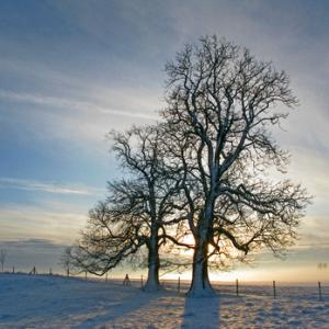 Barton Bendish 2 Jan 2010