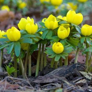 Aconites 3 DM0421