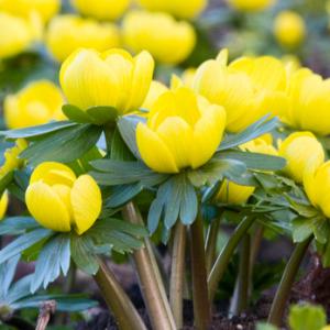 Aconites DM0424