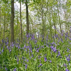 Bluebell Woods 2 DM0420