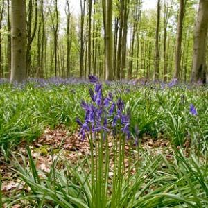 Bluebell Woods 3 DM0422