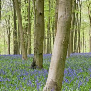 Bluebell Woods DM0423