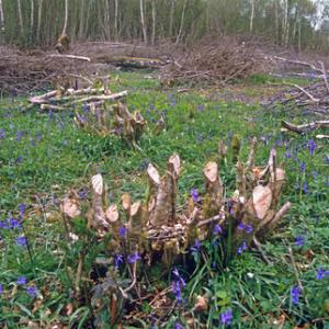 Coppiced Hazel DM0426