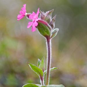 Red Campion DM0427