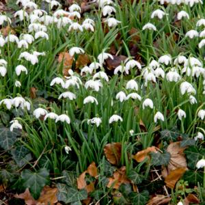 Snowdrops DM0428