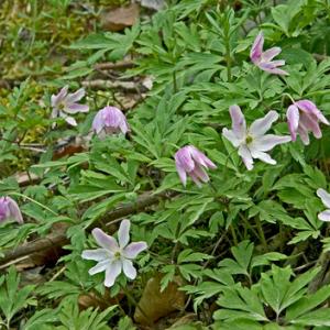 Wood Anemonies DM0429