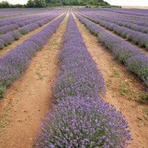 Heacham Lavender Norfolk DM0147