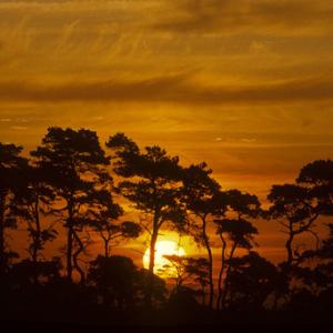 Norfolk Breckland Sunset DN0151