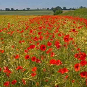 Poppies in the Barley DM0152
