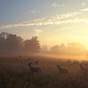 Sheep at Dawn DM0154