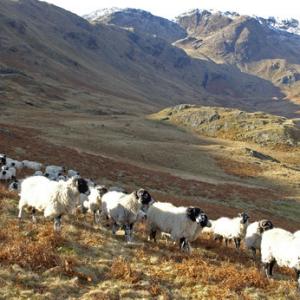 Sheep in the Lake District DM0155 