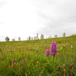 Callanish Stones and Orchids DM1295