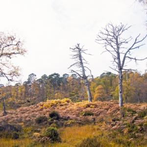 Glen Affric Scotland  DM2114