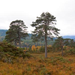 Glen Affric Scotland DM2116