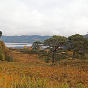 Glen Affric Scotland DM2117