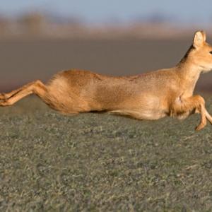  Chinese Water Deer Running DM1577