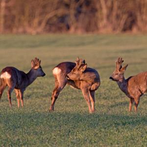 Three  Roe Deer at the end of Winter 3