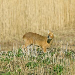 Chinese Water Deer 10