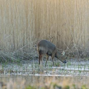 Chinese Water Deer 6
