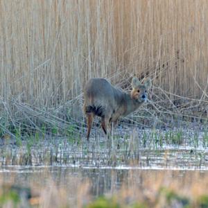 Chinese Water Deer 7